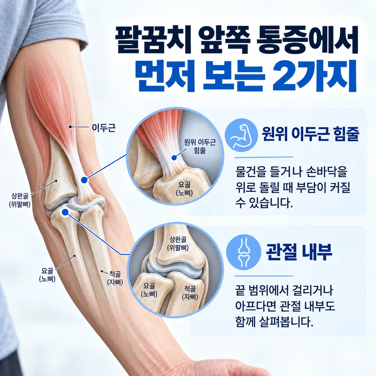 원위 이두근 힘줄과 팔꿈치 관절 내부